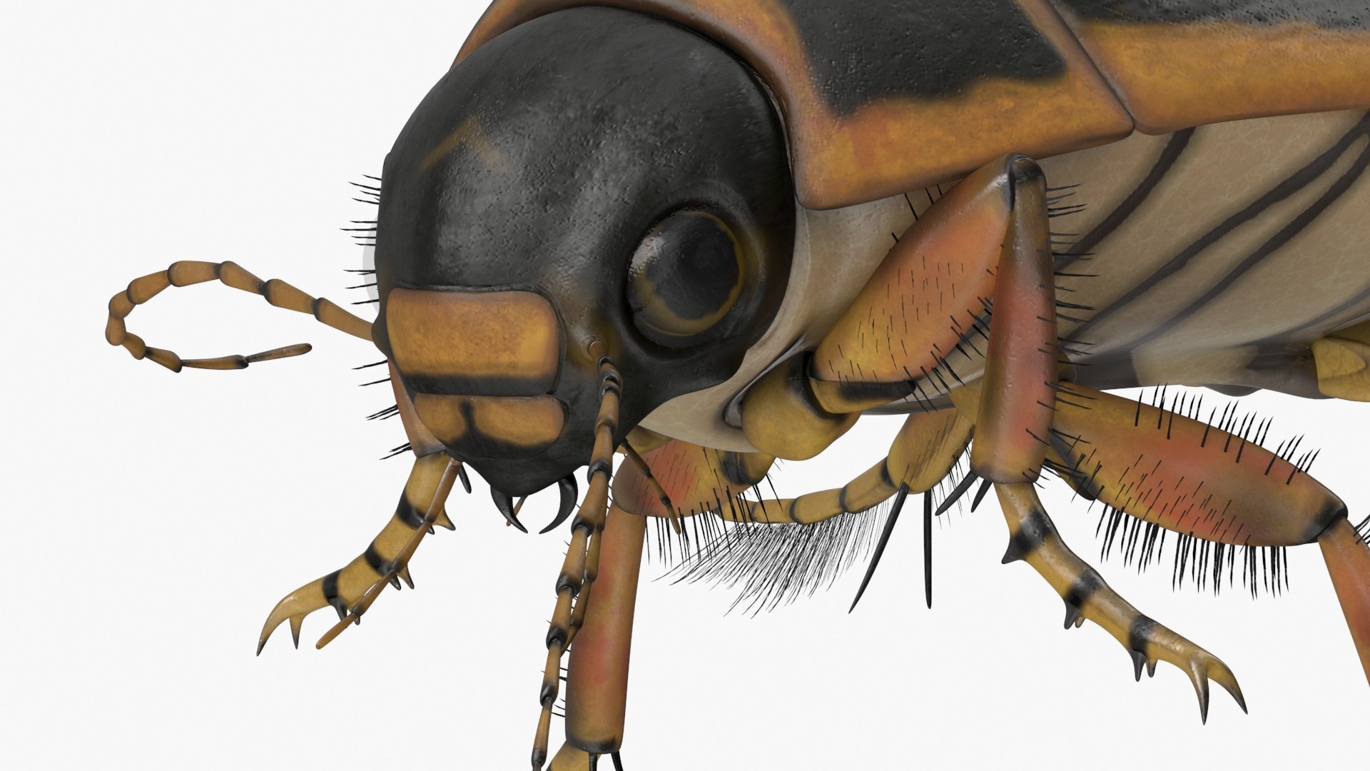 3D Insects Collection https://p.turbosquid.com/ts-thumb/QA/MN61xa/NF/insects_collection_010/jpg/1720587755/1920x1080/fit_q87/9ee3b1fbee826120dda1b822b4ee75772be1c7b8/insects_collection_010.jpg