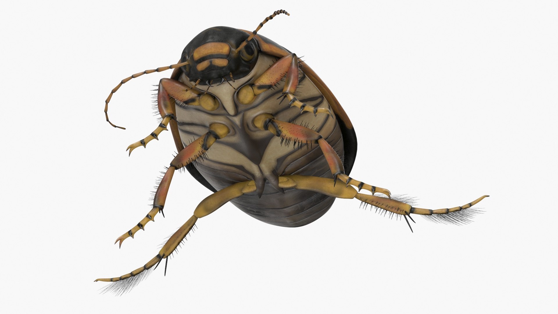 3D Insects Collection https://p.turbosquid.com/ts-thumb/QA/MN61xa/TY/insects_collection_013/jpg/1720587757/1920x1080/fit_q87/b4a3a1eaf2e571ed3b18b15df7921c7ee6790464/insects_collection_013.jpg