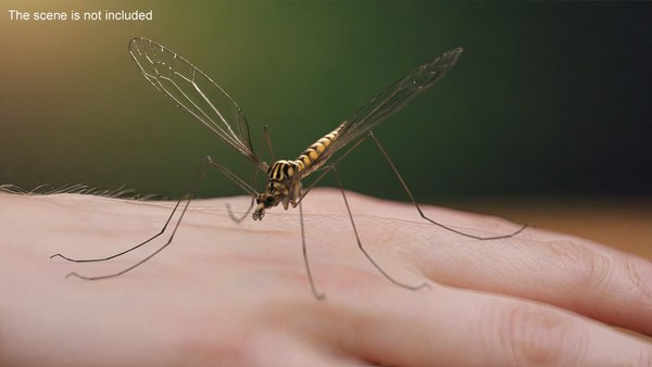 modelo 3d Colección de insectos - TurboSquid 2253208