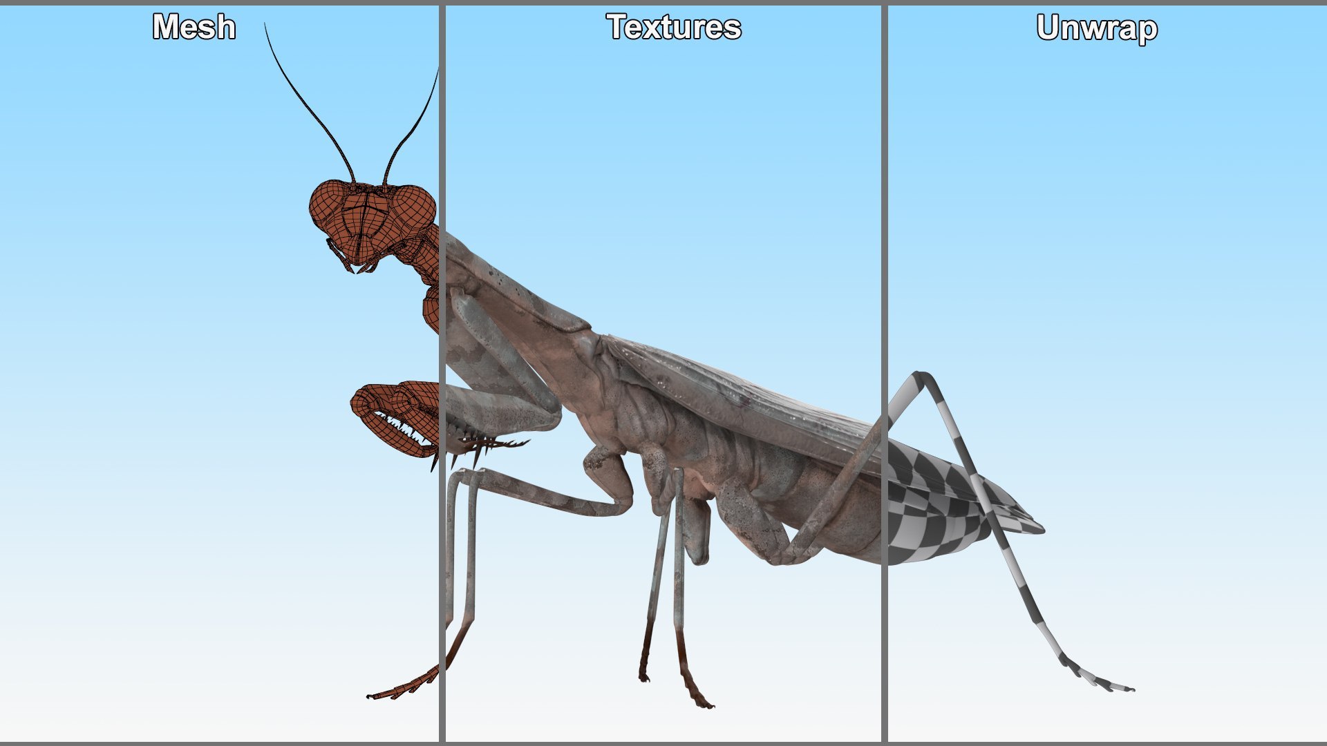 3D Insects Collection https://p.turbosquid.com/ts-thumb/QA/MN61xa/ii/insects_collection_032/jpg/1720587766/1920x1080/fit_q87/bea38f1ce4b06e41a4fc1d4369ac5cebe596018d/insects_collection_032.jpg
