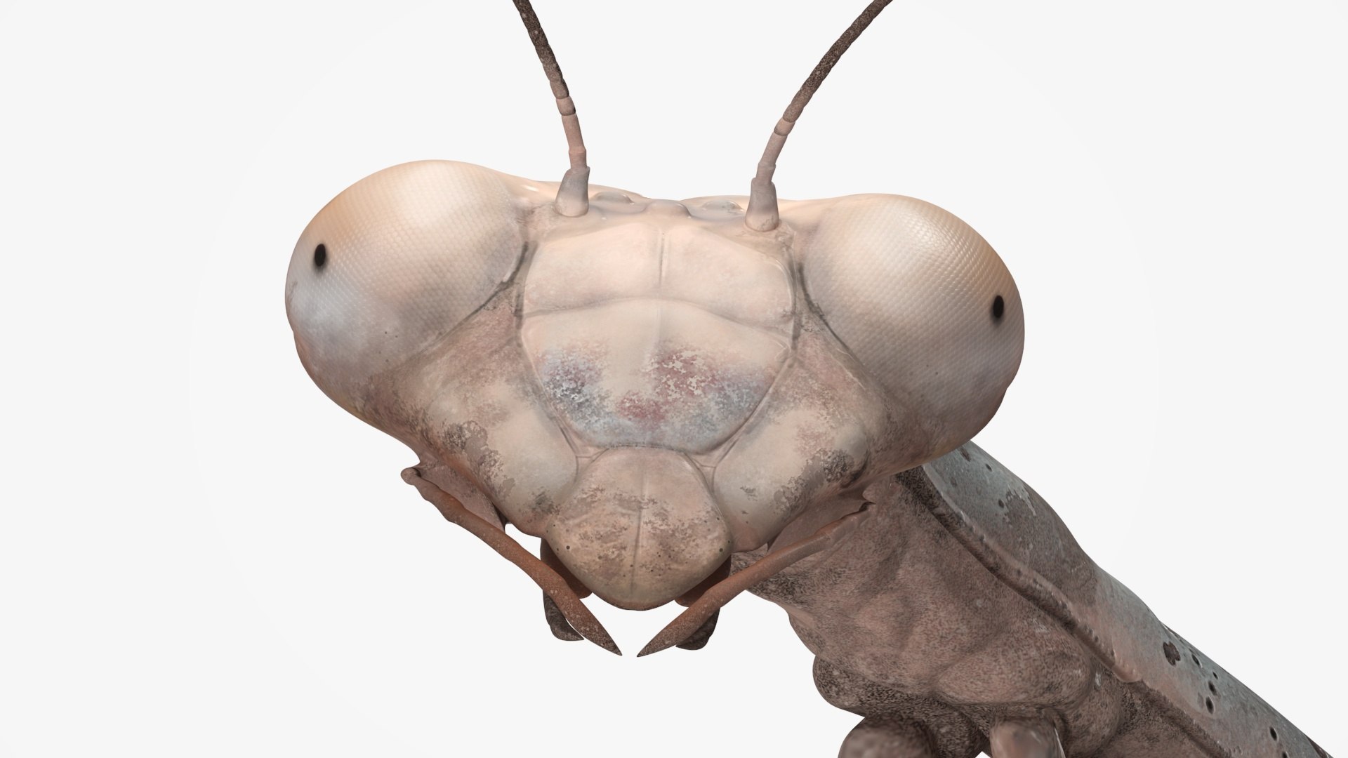 3D Insects Collection https://p.turbosquid.com/ts-thumb/QA/MN61xa/mE/insects_collection_036/jpg/1720587768/1920x1080/fit_q87/0d0e0f1d63fc80bda85c419b47fbeac837ecdf2b/insects_collection_036.jpg