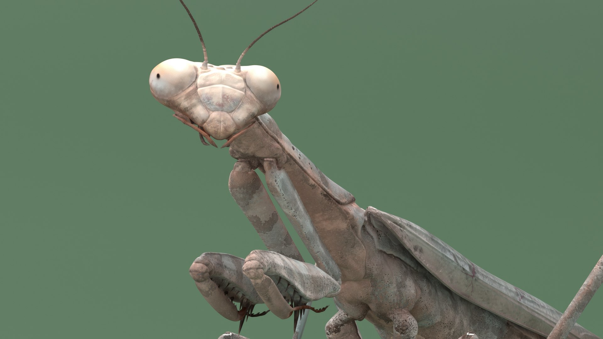 3D Insects Collection https://p.turbosquid.com/ts-thumb/QA/MN61xa/qv/insects_collection_030/jpg/1720587765/1920x1080/fit_q87/b3ffcf01d94d5b742a81dacd8ea80425539804c9/insects_collection_030.jpg