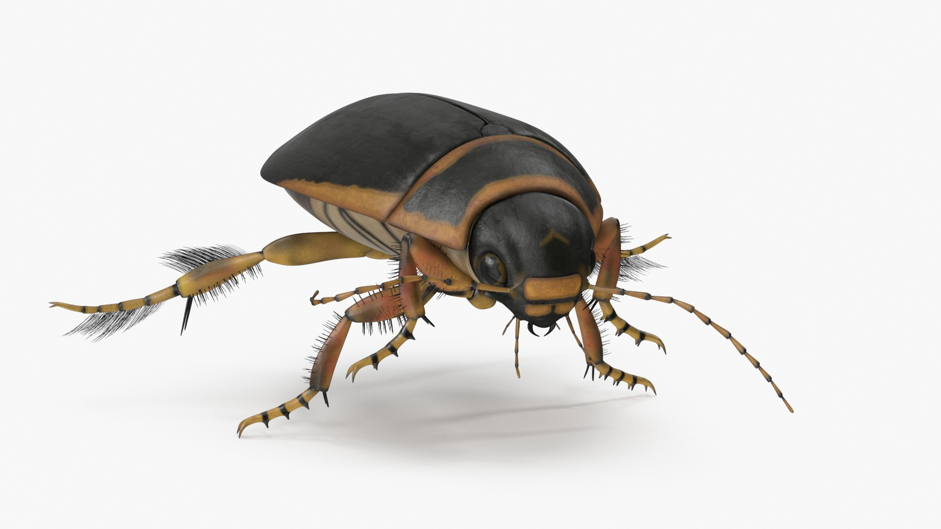 3D Insects Collection https://p.turbosquid.com/ts-thumb/QA/MN61xa/tW/aquatic_beetle_brown_realistic_floating_360/jpg/1720587772/1920x1080/turn_fit_q99/971e9b85840ff384dd1f6ce8a9ffab0cc2931399/aquatic_beetle_brown_realistic_floating_360-1.jpg