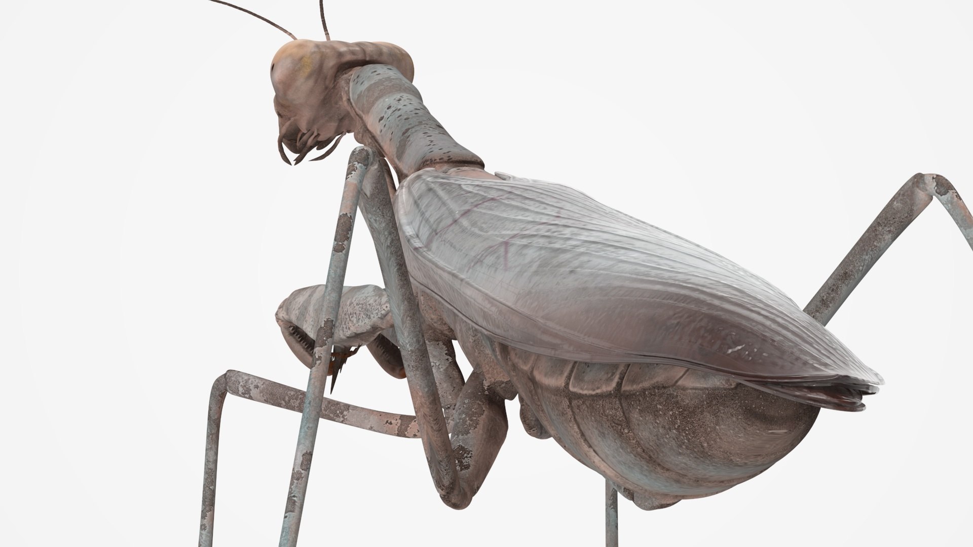 3D Insects Collection https://p.turbosquid.com/ts-thumb/QA/MN61xa/y6/insects_collection_038/jpg/1720587770/1920x1080/fit_q87/0c325261b8ef1f84f81438a341d0e9bd33f65484/insects_collection_038.jpg