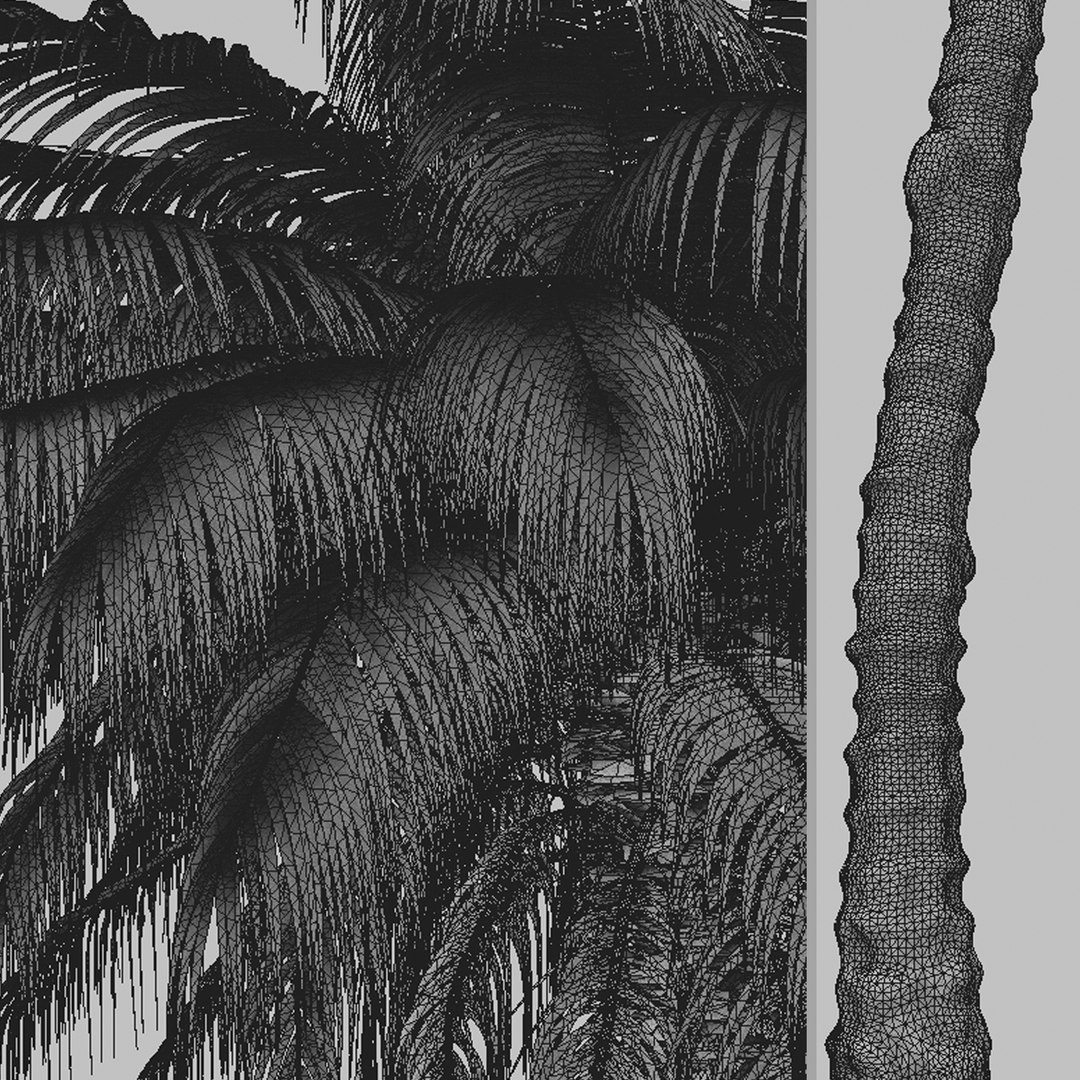 Set Of Quindio Wax Palm Or Ceroxylon Quindiuense Tree 3D Model