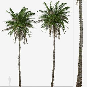 Set of Quindio wax palm or Ceroxylon quindiuense Tree 3D model