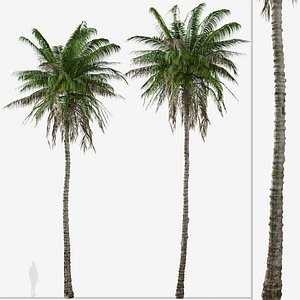 Set of Quindio wax palm or Ceroxylon quindiuense Tree
