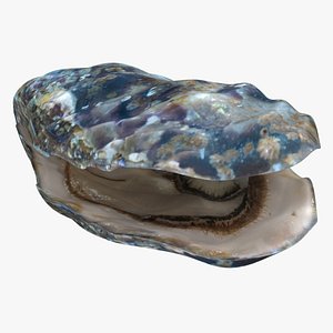 live oysters 3D