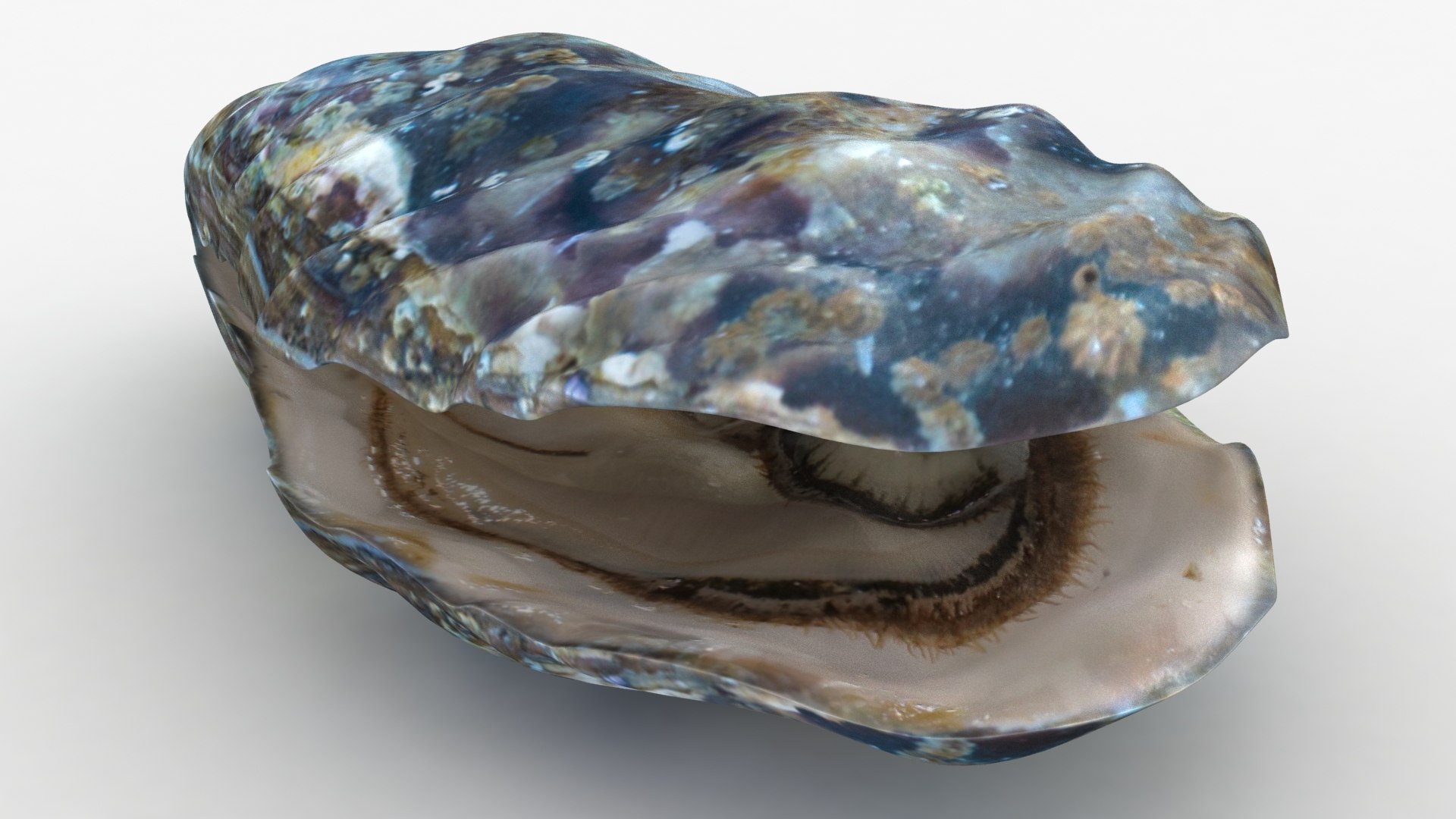 Live Oysters 3D - TurboSquid 1494053, image size:1920x1080