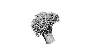 broccoli  cut 3D CT scan model 6 decimate 10percent 3D model