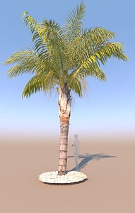 mid-size queen palm c 3D model