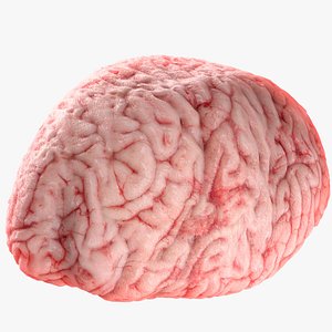 realistic brain 3d max