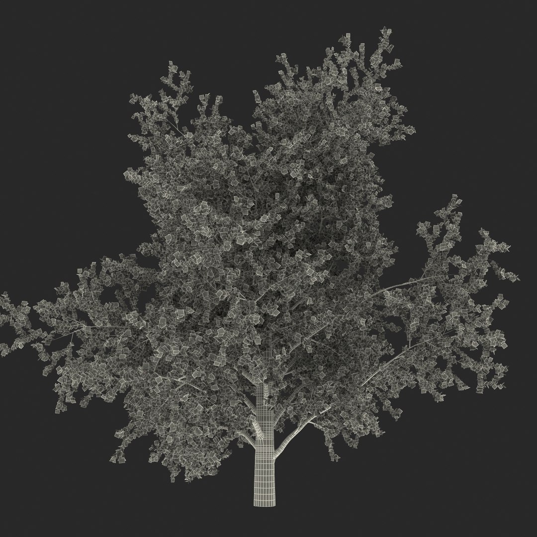 platanus tree c4d https://p.turbosquid.com/ts-thumb/QA/ounISA/2lpp59Wa/platanustree_28/jpg/1390371147/1920x1080/fit_q87/37b44eda66b6c307bcb073390efd66ae8dab2ceb/platanustree_28.jpg