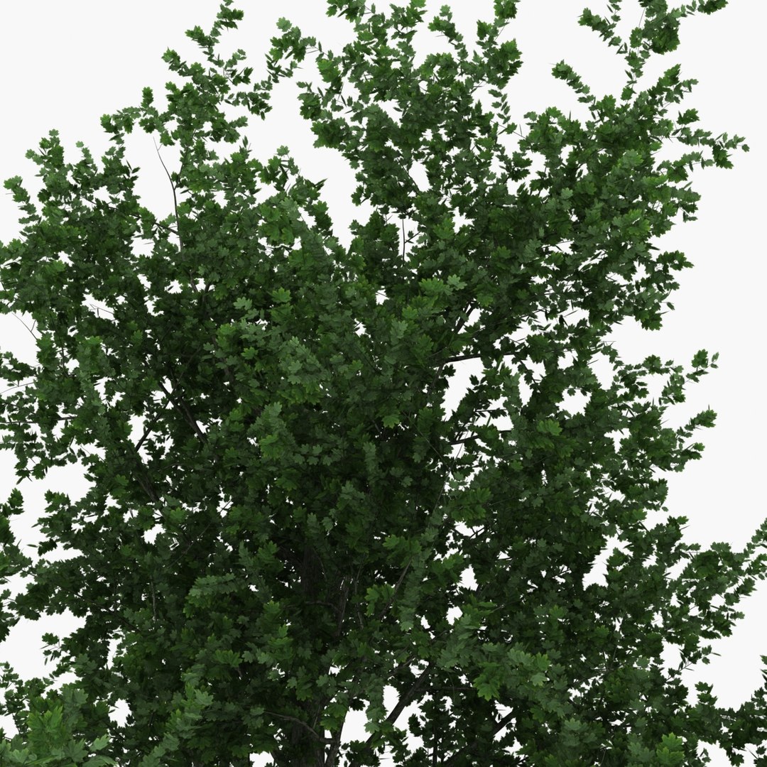 platanus tree c4d https://p.turbosquid.com/ts-thumb/QA/ounISA/3QNsysh3/platanustree_21/jpg/1390371082/1920x1080/fit_q87/51edb86d29d33862873455322173df003d18258c/platanustree_21.jpg