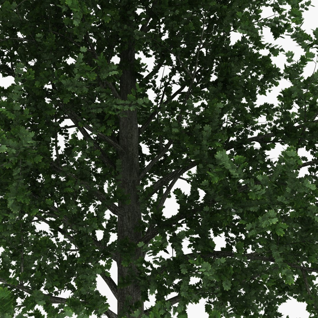platanus tree c4d https://p.turbosquid.com/ts-thumb/QA/ounISA/4rYh2s0h/platanustree_17/jpg/1390371044/1920x1080/fit_q87/67a4602ccbab6ee07725dad47504745813187672/platanustree_17.jpg