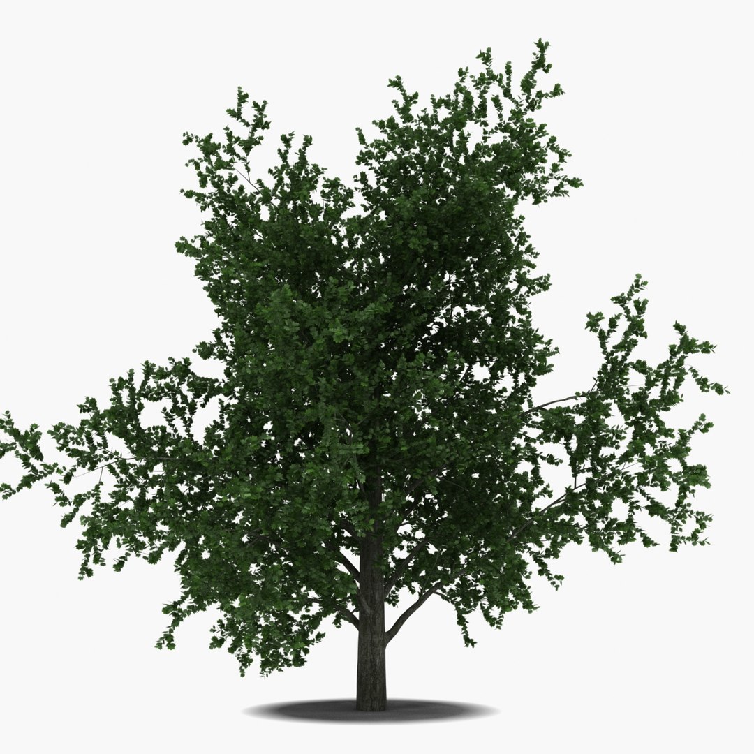 platanus tree c4d https://p.turbosquid.com/ts-thumb/QA/ounISA/Hdsq3H9q/platanustree_12/jpg/1390370993/1920x1080/fit_q87/f28295af68f3bf5b074c786581aac7d6ade97304/platanustree_12.jpg