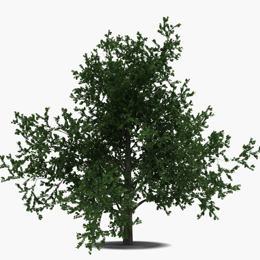 platanus tree c4d https://p.turbosquid.com/ts-thumb/QA/ounISA/L1nPGlIa/platanustree_9/jpg/1390370967/1920x1080/fit_q87/2527c4493d9dbf5c5364aa3ae36da40a8cb535b1/platanustree_9.jpg