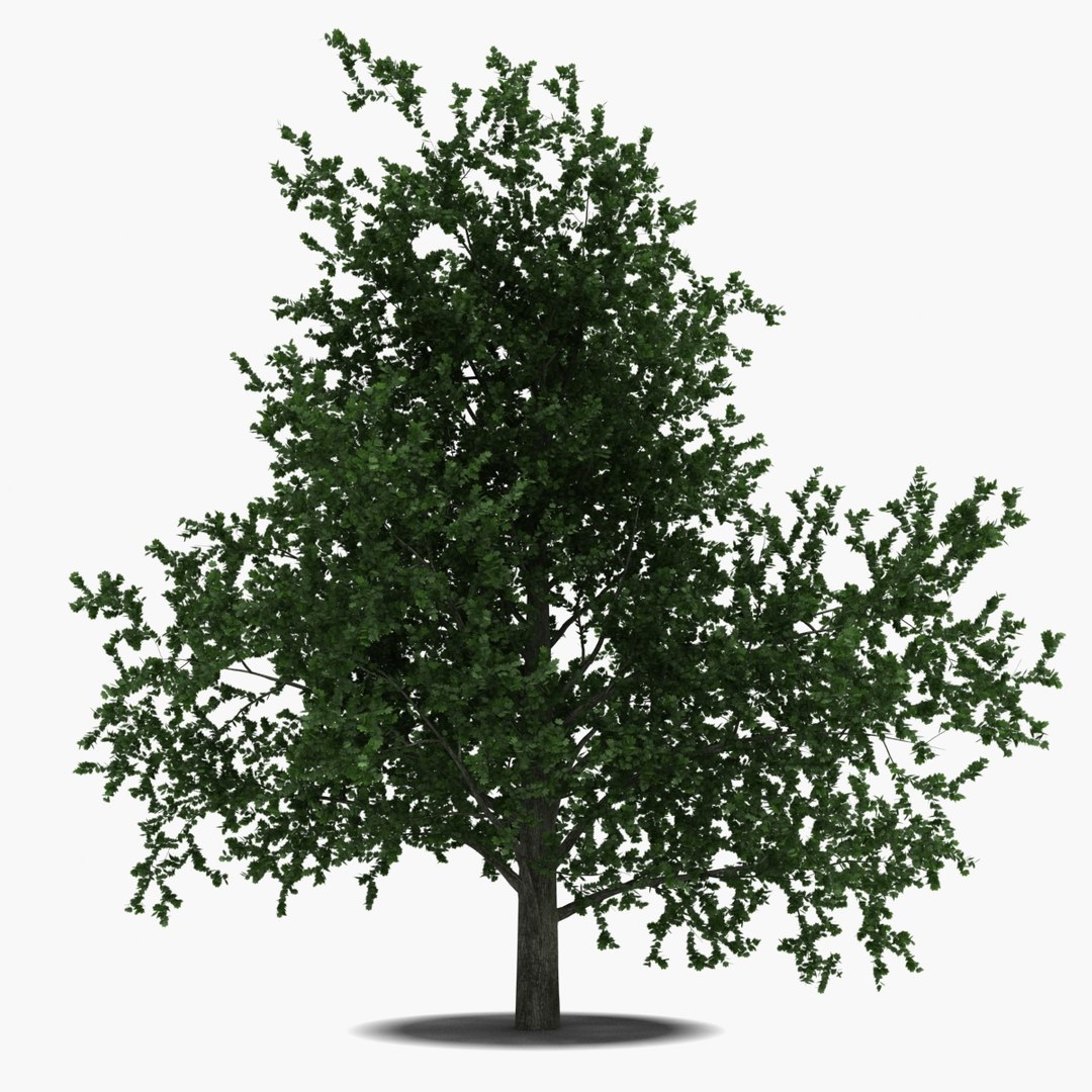 platanus tree c4d https://p.turbosquid.com/ts-thumb/QA/ounISA/QiVJvZwV/platanustree_6/jpg/1390370939/1920x1080/fit_q87/f9cf4b8b02cd9d9f72a1af4ae5792b857fbb18e4/platanustree_6.jpg