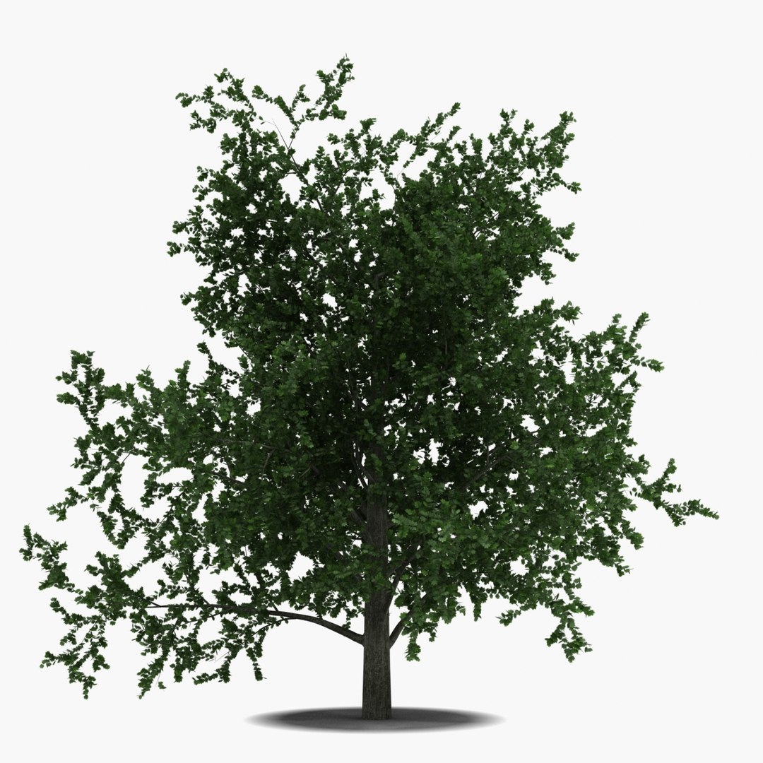 platanus tree c4d https://p.turbosquid.com/ts-thumb/QA/ounISA/Tpiqb2PZ/platanustree_11/jpg/1390370984/1920x1080/fit_q87/7ffd414bc3df308632a859a07021228f11fa0978/platanustree_11.jpg