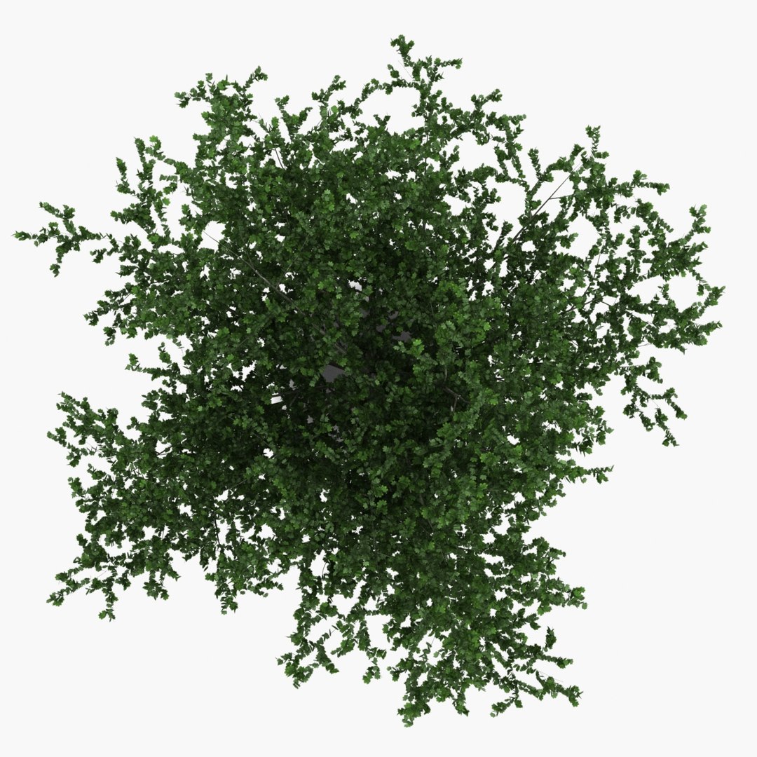platanus tree c4d https://p.turbosquid.com/ts-thumb/QA/ounISA/VDV7Esxs/platanustree_14/jpg/1390371011/1920x1080/fit_q87/6f4a2adfe6e779f90a7189dac9f1fa736f629847/platanustree_14.jpg