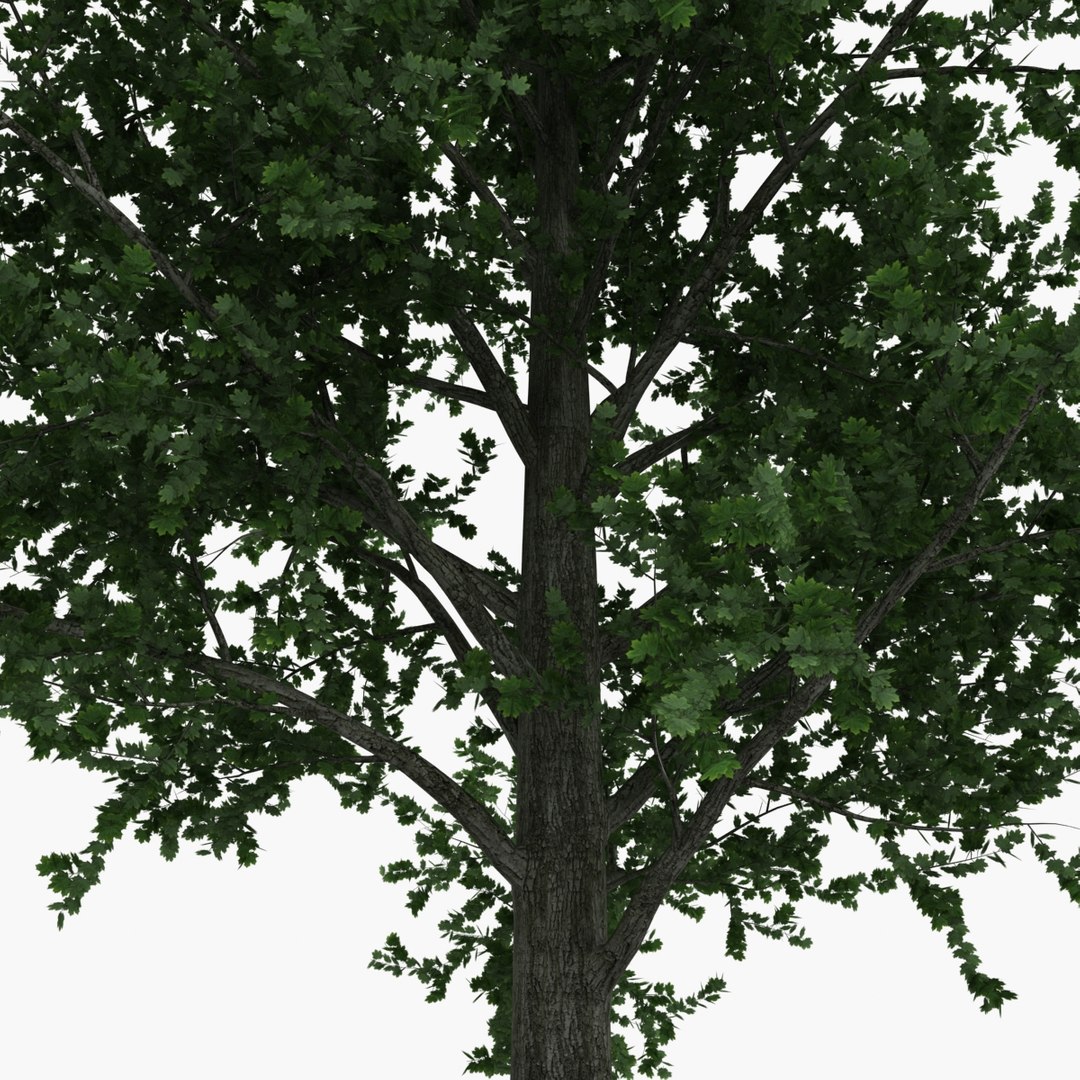 platanus tree c4d https://p.turbosquid.com/ts-thumb/QA/ounISA/YBwuwkH9/platanustree_15/jpg/1390371024/1920x1080/fit_q87/bfa91303d684f44e824947a1016e240e5b85c675/platanustree_15.jpg