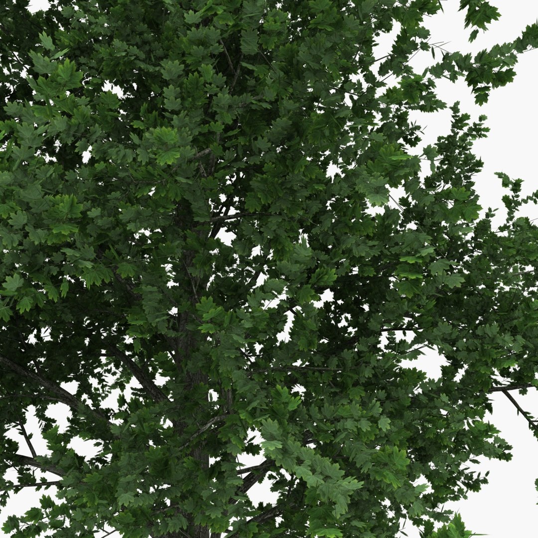 platanus tree c4d https://p.turbosquid.com/ts-thumb/QA/ounISA/cjnkVk8A/platanustree_16/jpg/1390371031/1920x1080/fit_q87/4158262723f51d97ff6f2ef60107c1d4f4ed8325/platanustree_16.jpg