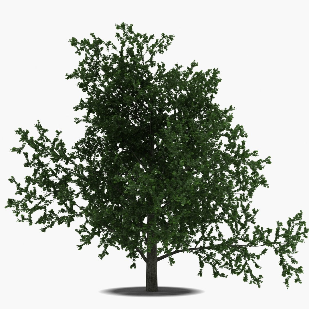 platanus tree c4d https://p.turbosquid.com/ts-thumb/QA/ounISA/hXbWMnLV/platanustree_7/jpg/1390370948/1920x1080/fit_q87/3f8f4be57168a3b1b70fc068a933bc690c6ebe9f/platanustree_7.jpg
