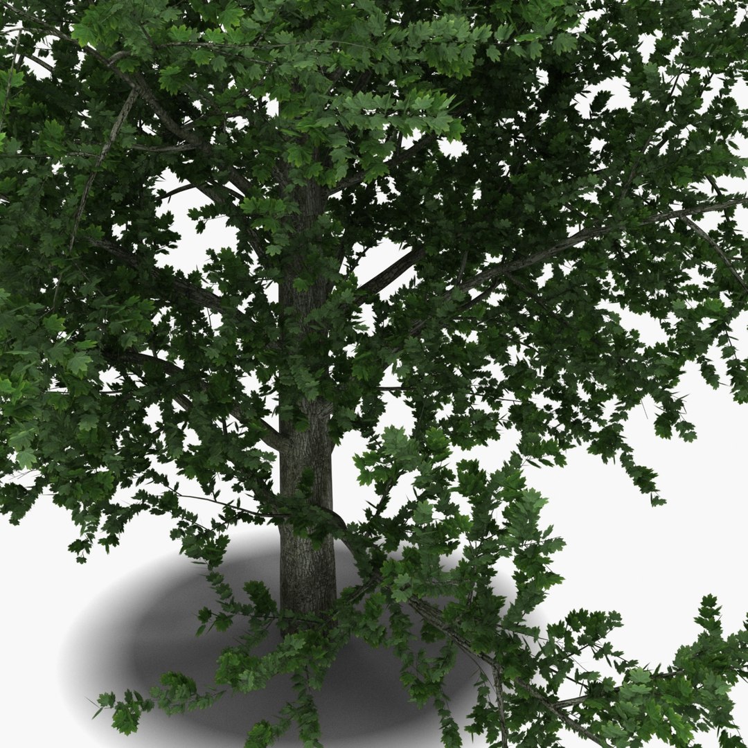 platanus tree c4d https://p.turbosquid.com/ts-thumb/QA/ounISA/ksvfBTwE/platanustree_20/jpg/1390371075/1920x1080/fit_q87/10a8d1d8abb90c70fd79419cee42a7c40e4a00aa/platanustree_20.jpg