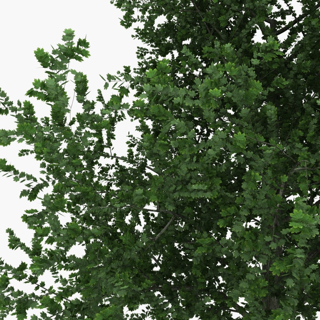 platanus tree c4d https://p.turbosquid.com/ts-thumb/QA/ounISA/mOqJ4bfi/platanustree_19/jpg/1390371063/1920x1080/fit_q87/e0c94fa4579cc85ddc2d74de32a6c15a7f63815c/platanustree_19.jpg