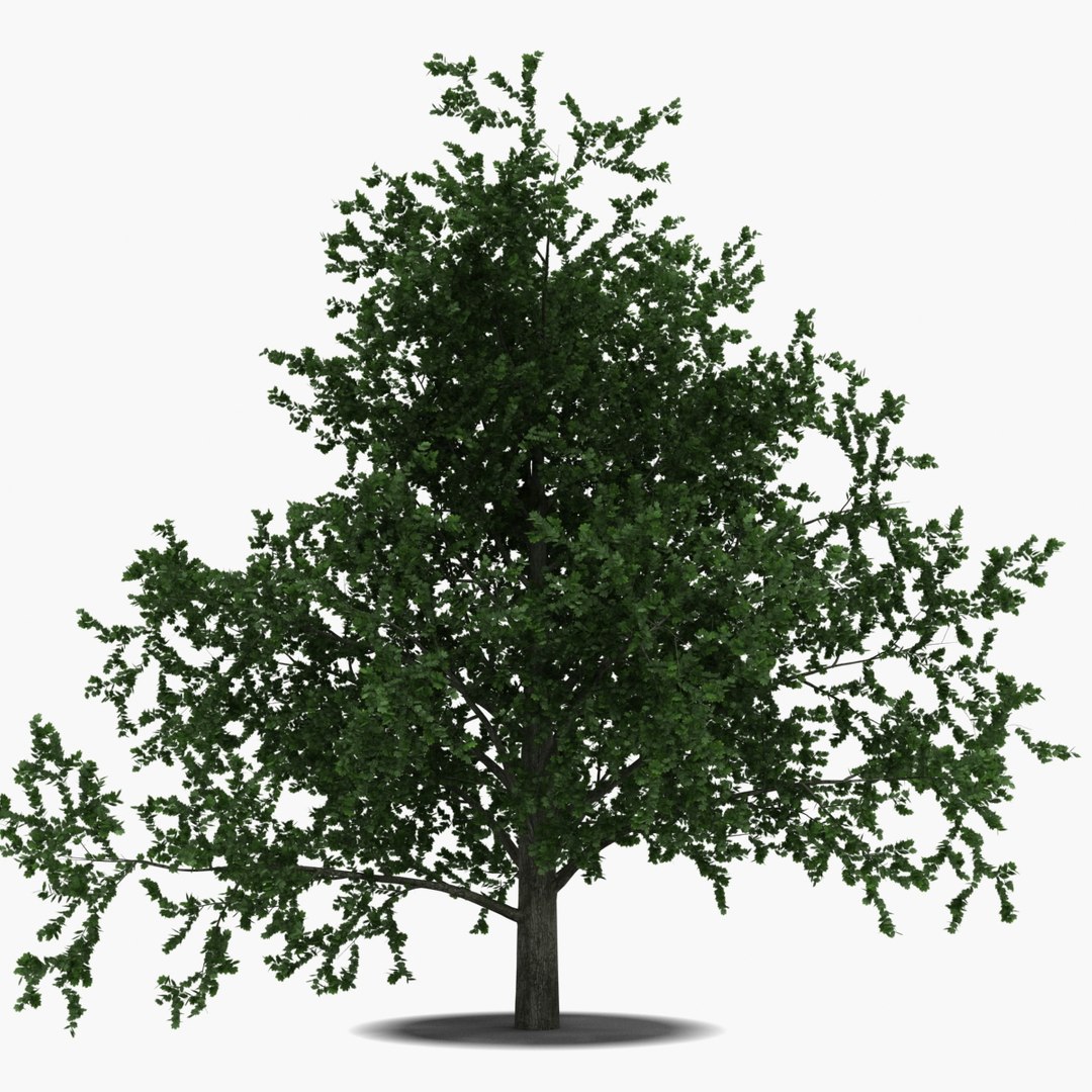 platanus tree c4d https://p.turbosquid.com/ts-thumb/QA/ounISA/woHR8Cft/platanustree_10/jpg/1390370974/1920x1080/fit_q87/ca8fe8567d02bd5fb262e84375e9cb2eb9eccc33/platanustree_10.jpg