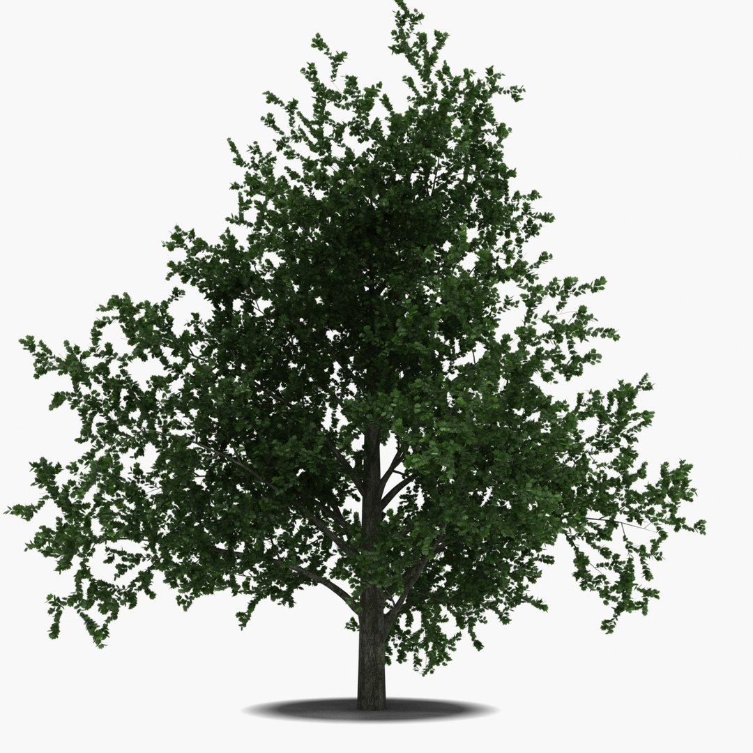 platanus tree c4d https://p.turbosquid.com/ts-thumb/QA/ounISA/yH3jgQxR/platanustree_13/jpg/1390371005/1920x1080/fit_q87/9aea50ad41d1412e1779797600df990ea8d3b5b5/platanustree_13.jpg