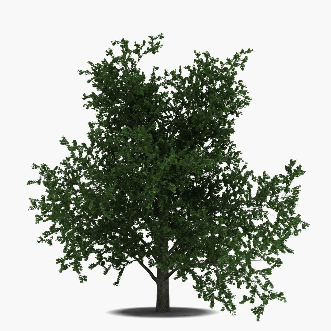 platanus tree c4d https://p.turbosquid.com/ts-thumb/QA/ounISA/zLXJNESO/platanustree_8/jpg/1390370956/1920x1080/fit_q87/1c10c04b9553d5b4810a827097e549bed87c4eff/platanustree_8.jpg