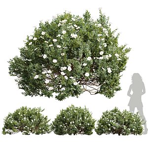 New Plant Cistus Albidus Zistrose Flower White model