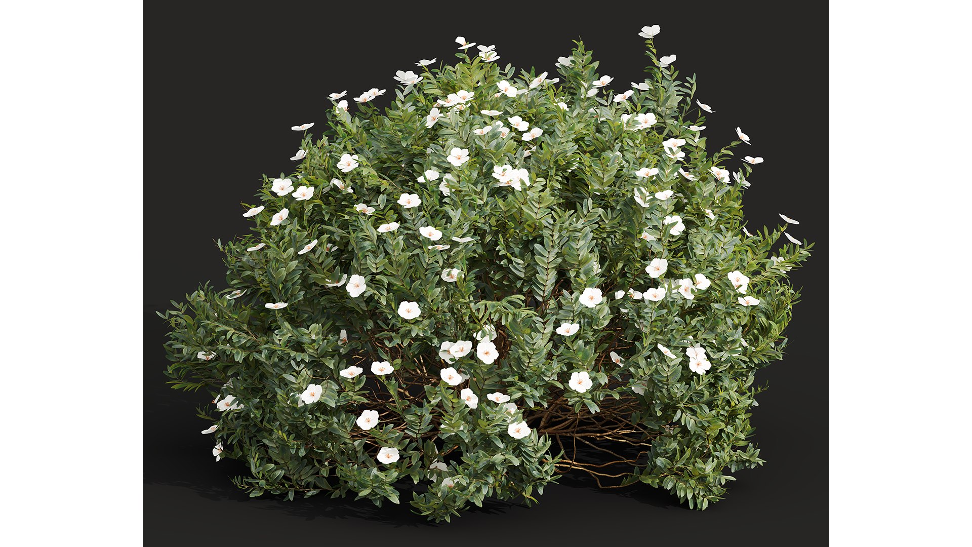 New Plant Cistus Albidus Zistrose Flower White Model - TurboSquid 2184279