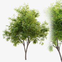 Honey locust