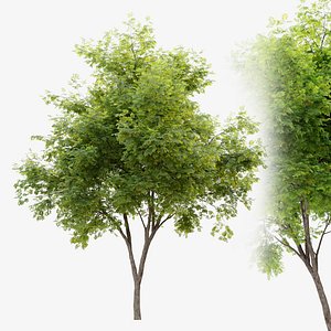 Honey locust