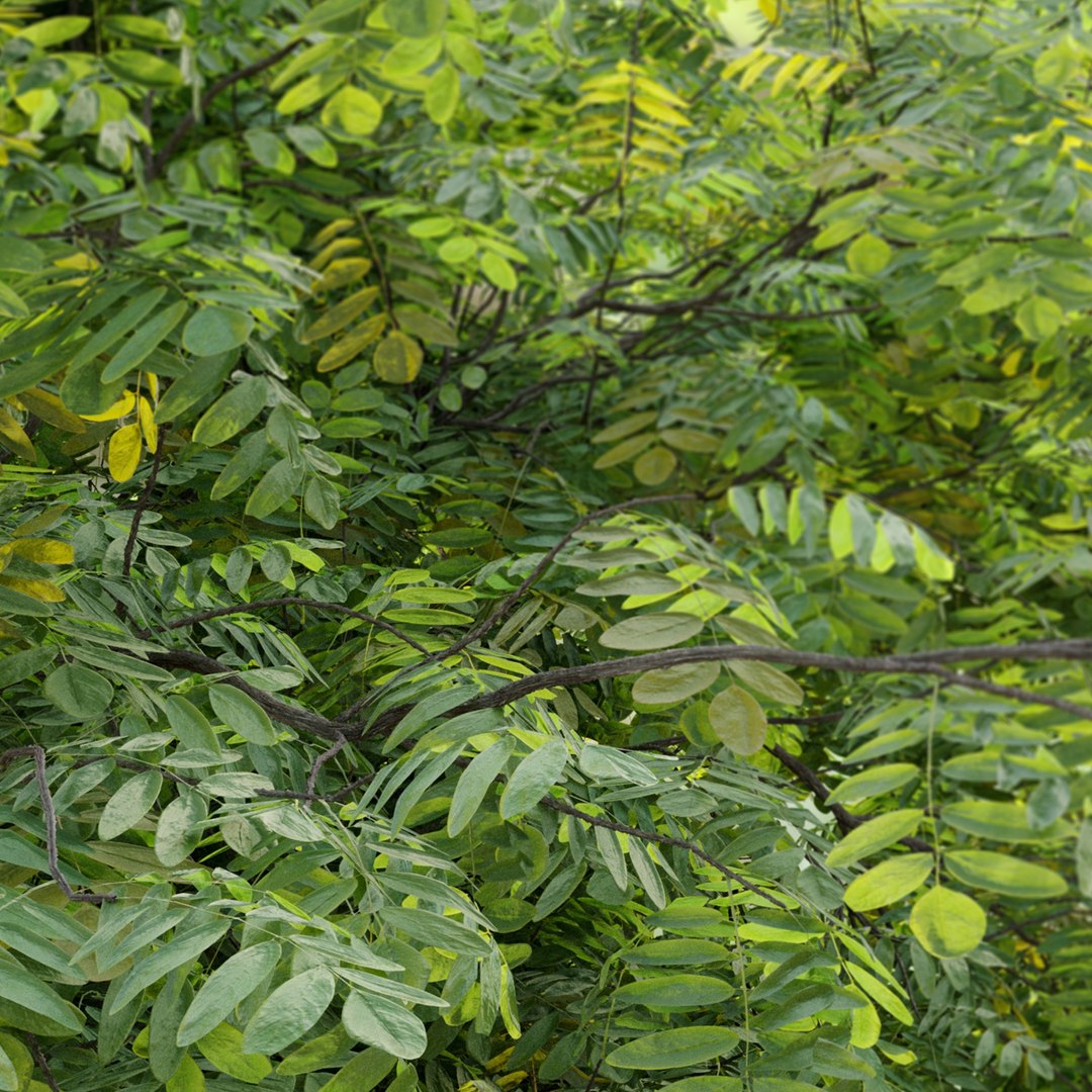 3D Honey Locust Model - TurboSquid 1955884