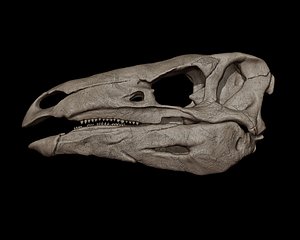 Stegosaurus Skull