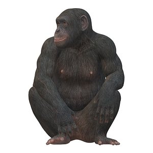 チンパンジー3Dモデルダウンロード用。TurboSquid