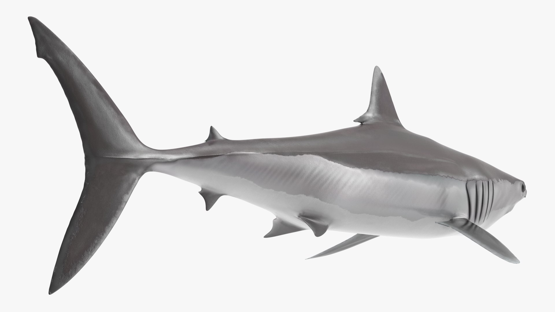 Realistic Shortfin Mako Shark Rigged 3D https://p.turbosquid.com/ts-thumb/QA/xuFzOV/pu/realistic_shortfin_mako_shark_rigged_012/jpg/1734829120/1920x1080/fit_q87/adf1238885e67f09702e4dd8e91b2ec904ef8d36/realistic_shortfin_mako_shark_rigged_012.jpg
