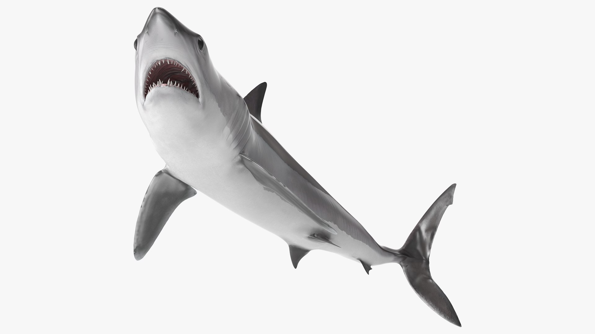 Realistic Shortfin Mako Shark Rigged 3D model preview