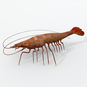 Red Prawns