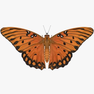 3D realistic gulf fritillary model