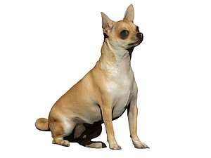 Chihuahua 01 - sitting