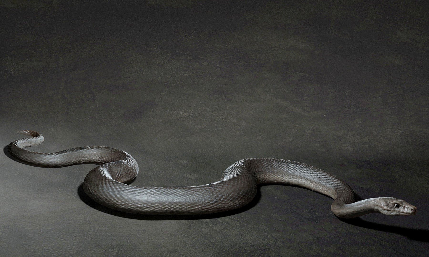 3D Snake Model - TurboSquid 2407279