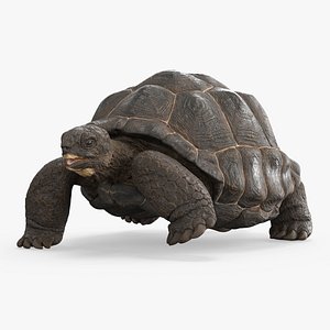 Turtle Chelonoidis Niger Walking Animated Rigged for Cinema 4D