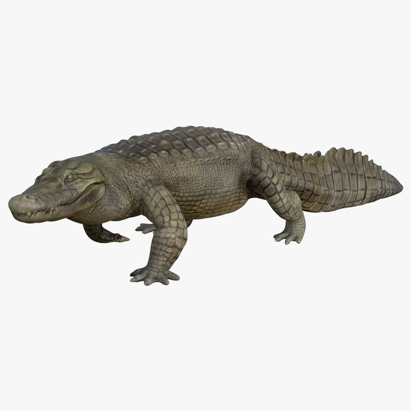 3D model Crocodile Realistic PBR