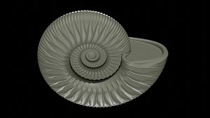 Ammonoid shell with trichotomous ribs 3D model