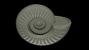 Ammonoid shell with monoschizotomous tripartite ribs