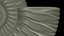 Ammonoid shell with monoschizotomous tripartite ribs